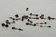 California sea otters at rest, Moss Landing, California, America - 3 Sep 2011