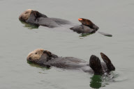 California sea otters at rest, Moss Landing, California, America - 3 Sep 2011
