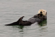 California sea otters at rest, Moss Landing, California, America - 3 Sep 2011