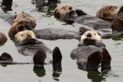 California sea otters at rest, Moss Landing, California, America - 3 Sep 2011