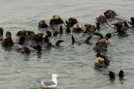 California sea otters at rest, Moss Landing, California, America - 3 Sep 2011