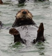 California sea otters at rest, Moss Landing, California, America - 3 Sep 2011