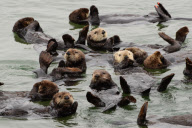California sea otters at rest, Moss Landing, California, America - 3 Sep 2011