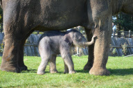 Baby elephant appears after two-year wait, Whipsnade Zoo, Bedfordshire 
 - 27 Oct 2011