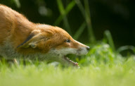 12-year-old becomes youngest Royal Photographic Society member to gain a distinction, Britain - 25 Oct 2011