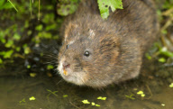 12-year-old becomes youngest Royal Photographic Society member to gain a distinction, Britain - 25 Oct 2011