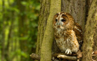 12-year-old becomes youngest Royal Photographic Society member to gain a distinction, Britain - 25 Oct 2011