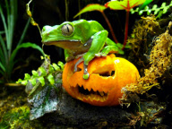 Frog enjoys Halloween treat, London Zoo, London, Britain - 27 Oct 2011