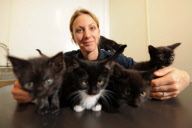 RSPCA Gonsal Farm animal centre holds 'Black Cat Awareness Month', Dorrington, Shrewsbury, Shropshire, Britain - 20 Oct 2011
