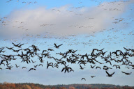 Wildfowl and Wetlands Trust (WWT) photographic competition, Britain - 20 Oct 2011