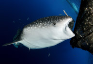 Swimming With Sharks: Unterwasserfotograf Steve Jones zeigt die majestätischen Walhaie vor West Papua