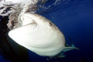 Swimming With Sharks: Unterwasserfotograf Steve Jones zeigt die majestätischen Walhaie vor West Papua