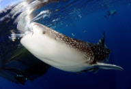 Swimming With Sharks: Unterwasserfotograf Steve Jones zeigt die majestätischen Walhaie vor West Papua