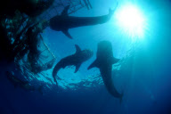 Swimming With Sharks: Unterwasserfotograf Steve Jones zeigt die majestätischen Walhaie vor West Papua