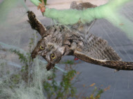 Owl Caught in Fake Halloween Spiderweb, San Rafael, America  - 01 Nov 2011
