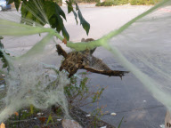Owl Caught in Fake Halloween Spiderweb, San Rafael, America  - 01 Nov 2011