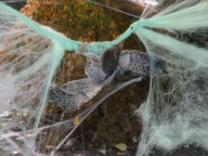 Owl Caught in Fake Halloween Spiderweb, San Rafael, America  - 01 Nov 2011