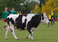 Cow invades pitch at amateur football game, Potterspury, Buckinghamshire, Britain - 29 Oct 2011