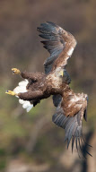White-Tailed Sea Eagle performs acrobatic manoeuvres, Isle of Skye, Scotland - 2011