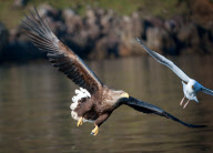 White-Tailed Sea Eagle performs acrobatic manoeuvres, Isle of Skye, Scotland - 2011