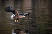 White-Tailed Sea Eagle performs acrobatic manoeuvres, Isle of Skye, Scotland - 2011