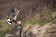 White-Tailed Sea Eagle performs acrobatic manoeuvres, Isle of Skye, Scotland - 2011