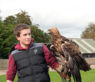 White-Tailed Sea Eagle performs acrobatic manoeuvres, Isle of Skye, Scotland - 2011