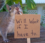 Squirrels in funny poses, Florida, America - Oct 2011
