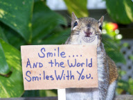 Squirrels in funny poses, Florida, America - Oct 2011