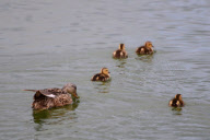 Night heron steals a duckling for dinner, Redwood City, California, America - Oct 2011