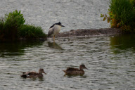 Night heron steals a duckling for dinner, Redwood City, California, America - Oct 2011