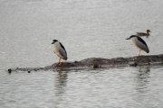 Night heron steals a duckling for dinner, Redwood City, California, America - Oct 2011