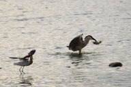 Night heron steals a duckling for dinner, Redwood City, California, America - Oct 2011