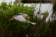 Night heron steals a duckling for dinner, Redwood City, California, America - Oct 2011
