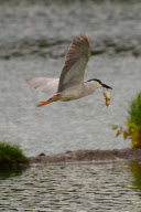Night heron steals a duckling for dinner, Redwood City, California, America - Oct 2011