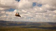 Rhinos moved by helicopter
