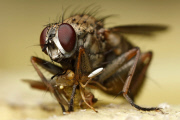 Tierfotograf Paul Budd