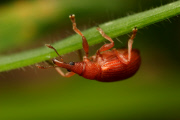 Tierfotograf Paul Budd