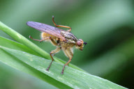 Tierfotograf Paul Budd