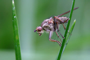 Tierfotograf Paul Budd