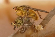 Tierfotograf Paul Budd