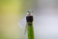 Tierfotograf Paul Budd