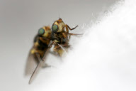 Tierfotograf Paul Budd