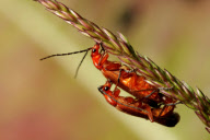 Tierfotograf Paul Budd