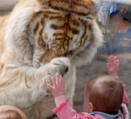 Golden bengal tiger appears to play pat-a-cake with little girl at Cougar Mountain Zoo, Washington, America - 30 Oct 2011
