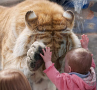 Golden bengal tiger appears to play pat-a-cake with little girl at Cougar Mountain Zoo, Washington, America - 30 Oct 2011