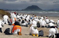 Nach der Havarie der Rena: Helfer säubern den ölverschmutzten Strand von Tauranga