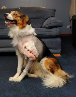 Tierquälerei: Jugendliche zünden Feuerwerk neben Hund in South Lanarkshire