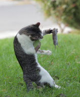 Dexter the Cat Bats Mouse into the Air, California, America  - Nov 2011