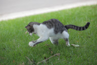 Dexter the Cat Bats Mouse into the Air, California, America  - Nov 2011